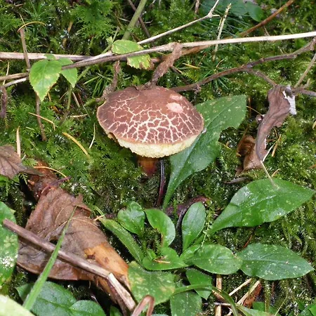 Hotel Restaurant La Croix D'or