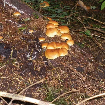 Hotel Restaurant La Croix D'or Orbey