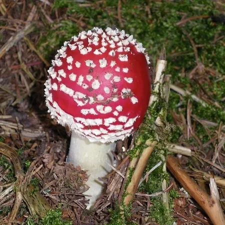 Hotel Restaurant La Croix D'or 2*